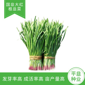 国韭大红根韭菜