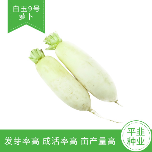白玉9号——短叶、耐热、早熟萝卜